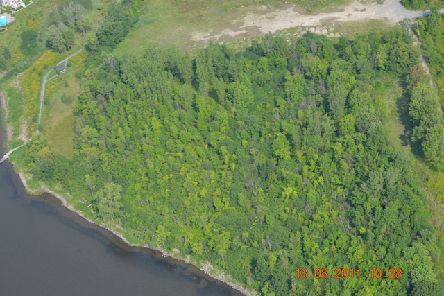 The natural, wooded riverbank before construction, 2011